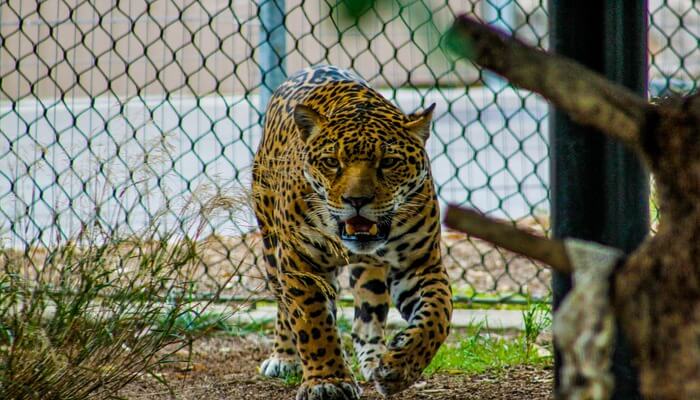 london Zoo