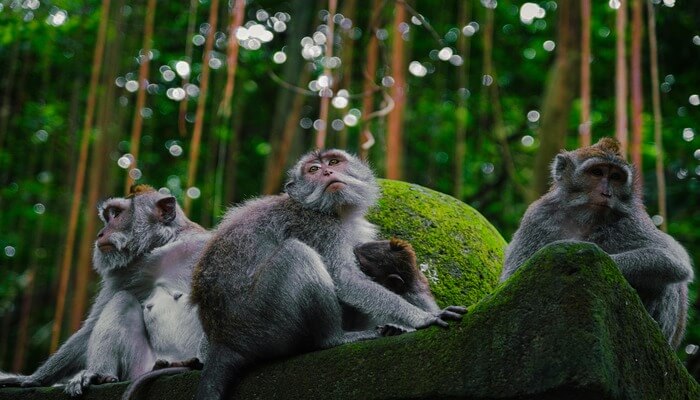 Visit the Sacred Monkey Forest in Ubud