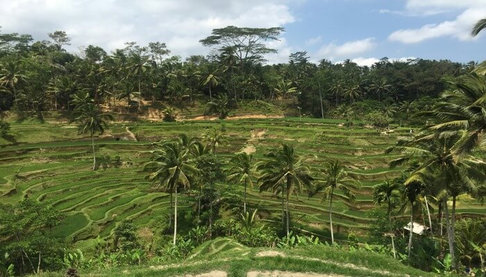 Wander Through the Tegallalang Rice Terraces