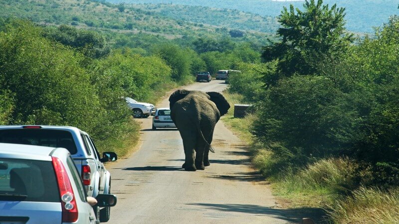 Addo Elephant National Park South Africa