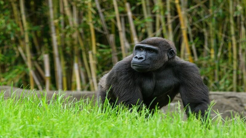 Bwindi Impenetrable Forest Uganda