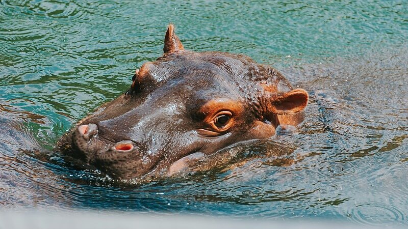 Chobe National Park Botswana
