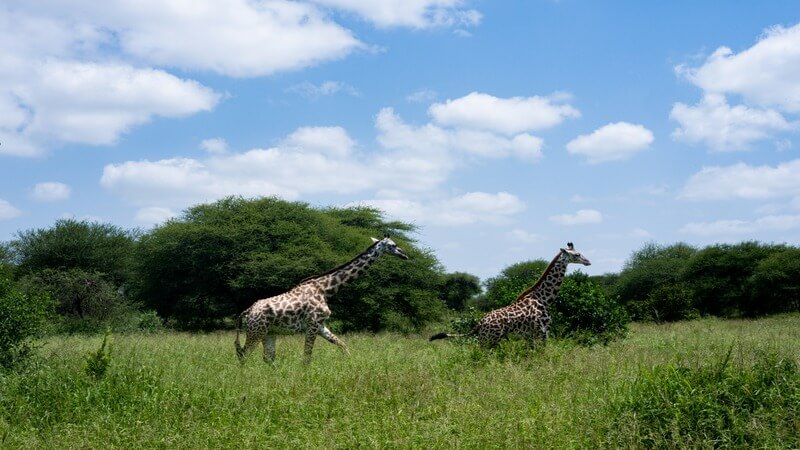 Etosha National Park Namibia