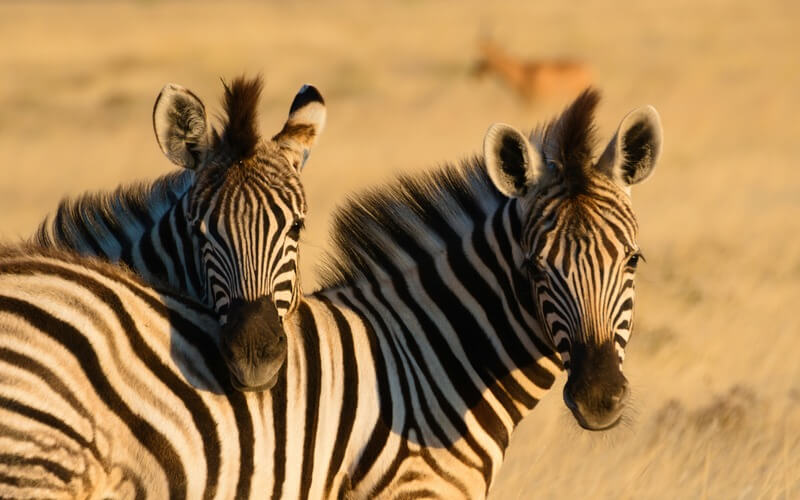 Etosha National Park Namibia