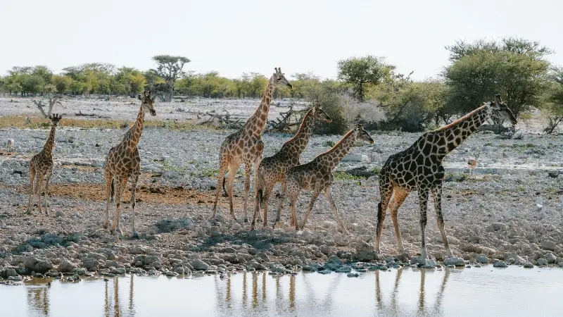 Kidepo Valley National Park Uganda