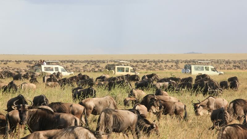 Masai Mara National Reserve Kenya