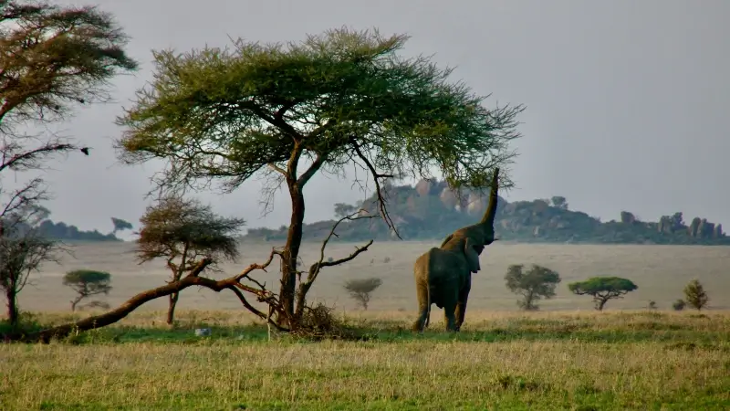 Serengeti National Park Tanzania
