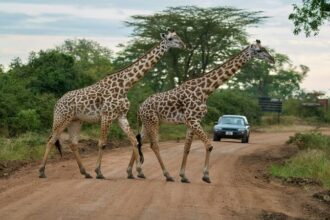 Top 10 National Parks in Africa