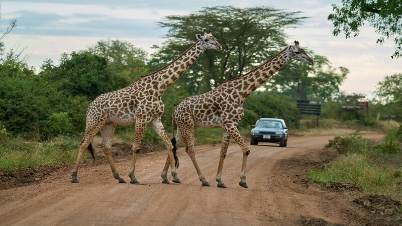 Top 10 National Parks in Africa
