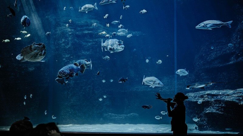 Two Oceans Aquarium cape town