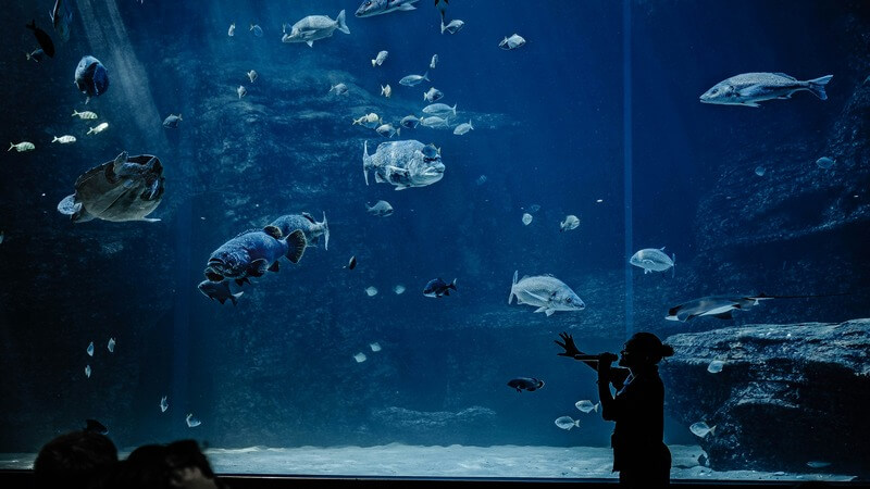 Two Oceans Aquarium cape town