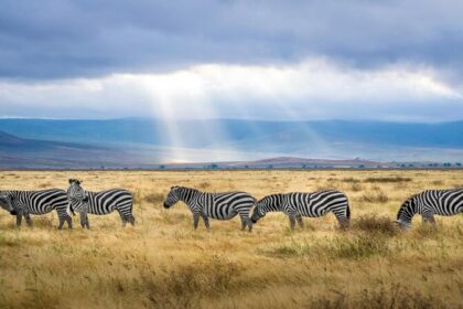 what is the best season time to visit tanzania