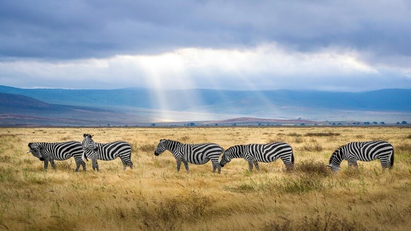 what is the best season time to visit tanzania