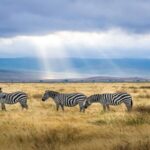 what is the best season time to visit tanzania