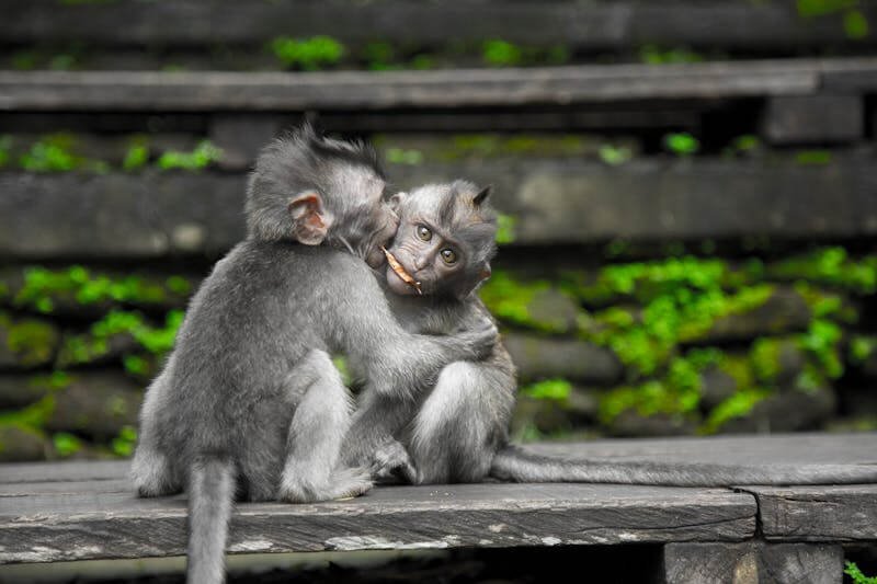 Sangeh Monkey Forest