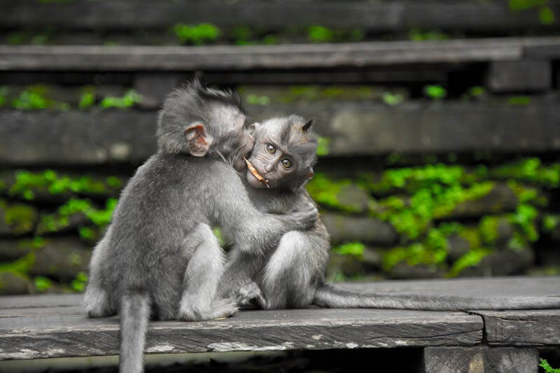 Sangeh Monkey Forest
