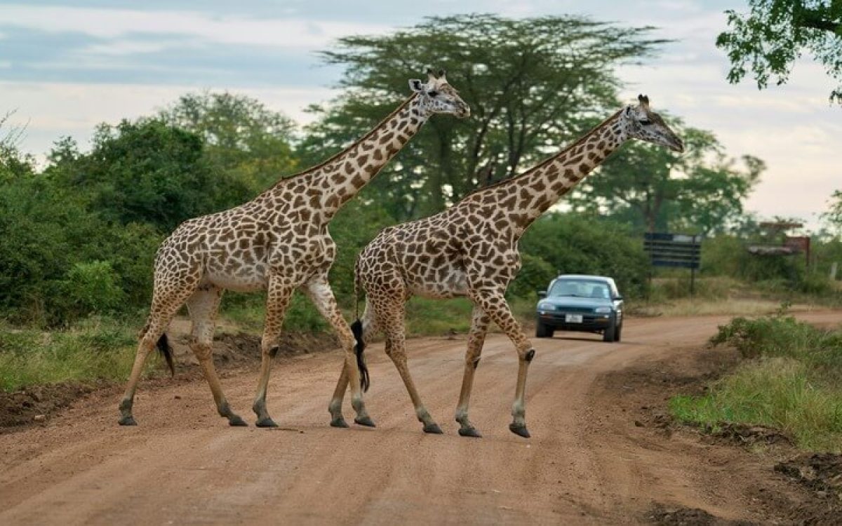 Top 10 National Parks in Africa