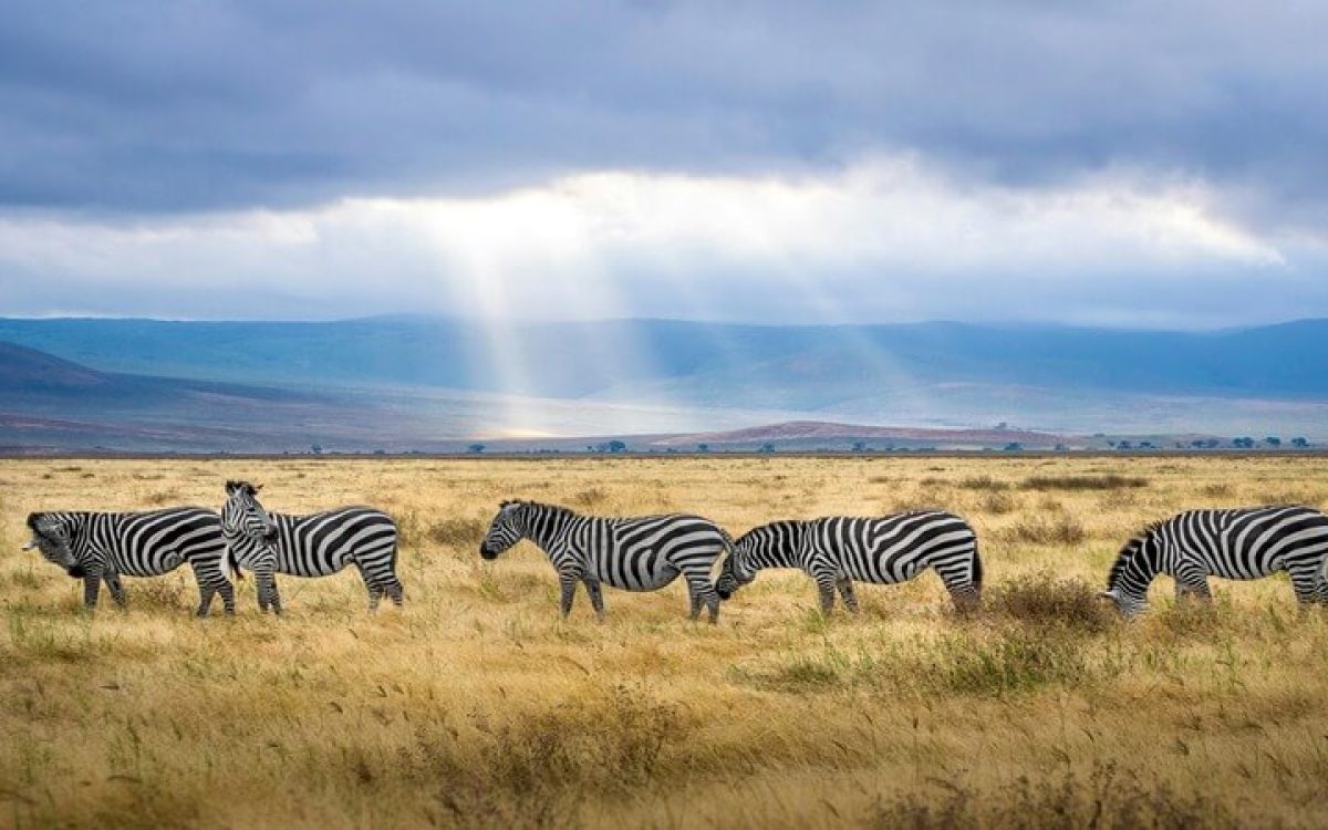 what is the best season time to visit tanzania
